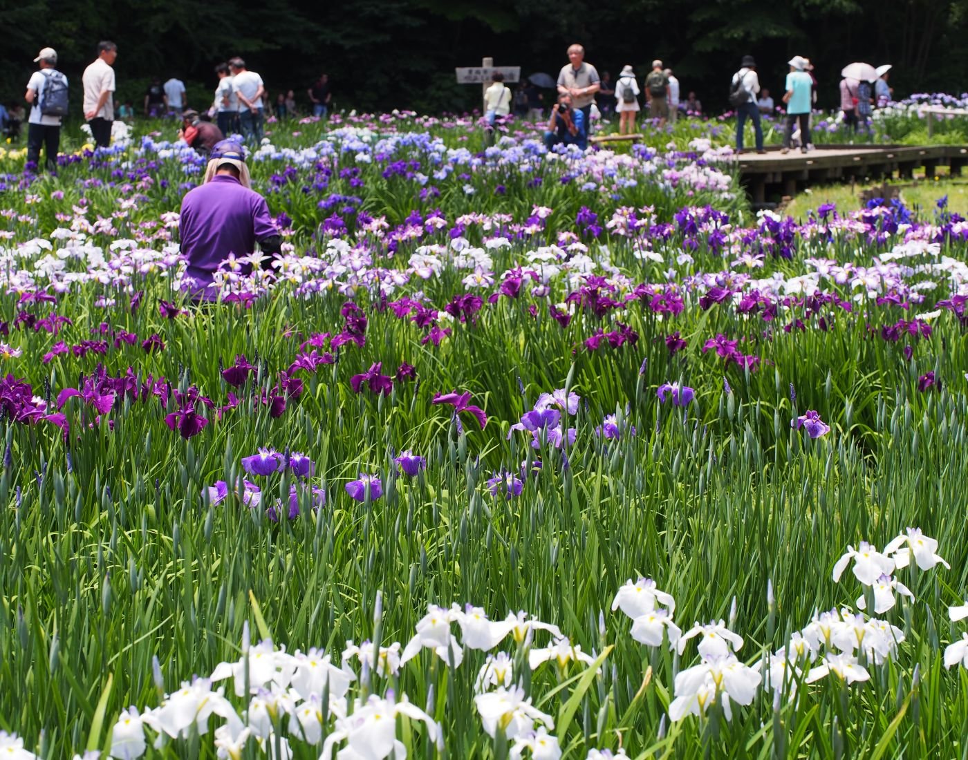 🌸 후키아게 붓꽃 공원(후키아게 쇼부 코엔) 이미지 1